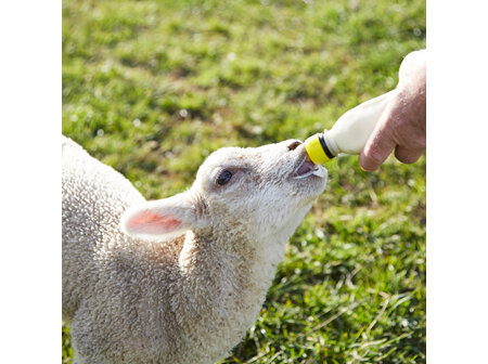 Addressing Dietary Scours in Lambs and Kids