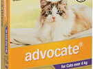 Advocate® Flea and Worm Treatment for Cats over 4kg, 3 or 6 pack