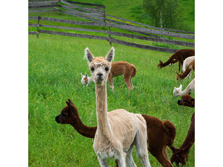 Alpacas - Guide to Reproduction and Breeding