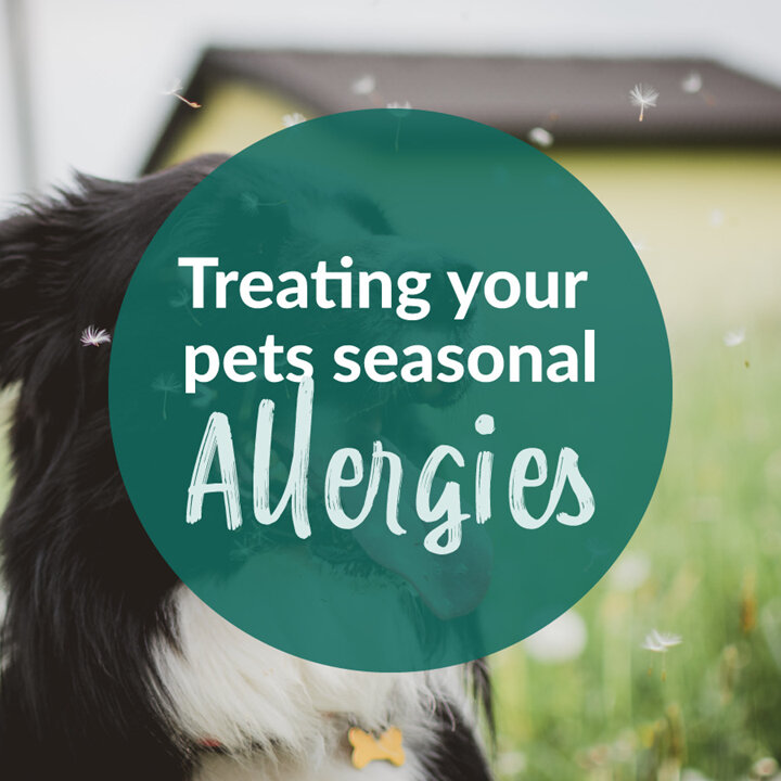 Cat and Dog Allergies