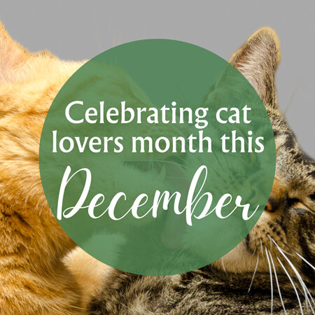 Celebrating Cat Lovers Month
