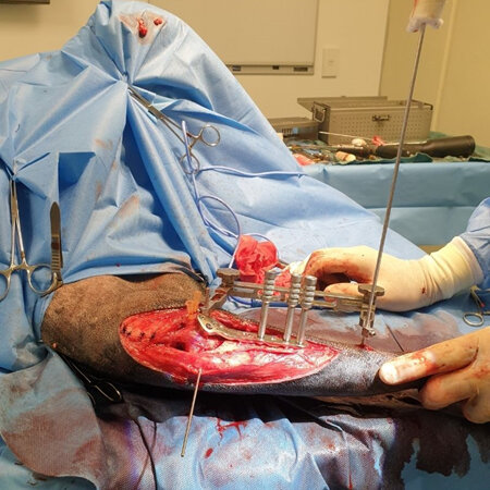 Cruciate ligament surgery