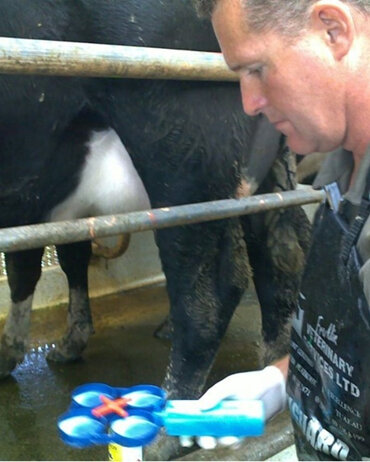 David taking milk samples to test for mastitis