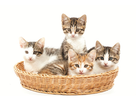 Download our Kitten Handout
