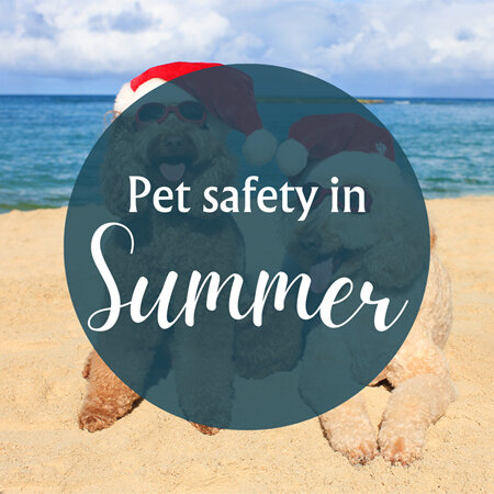 Essential Tips for Keeping Your Pets Safe in the Summer Heat