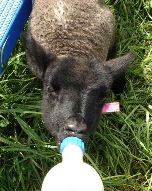 Feeding lambs