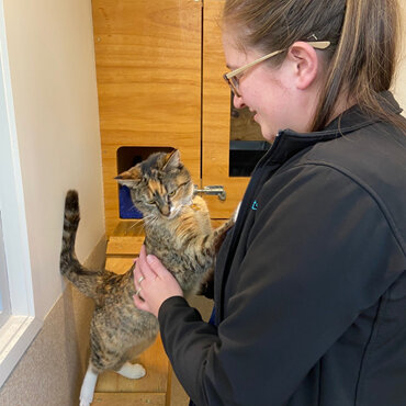 Franklin Vets Cattery at our Pukekohe clinic