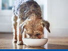 HIll's Science Diet VetEssentials Adult Dog Dry Food