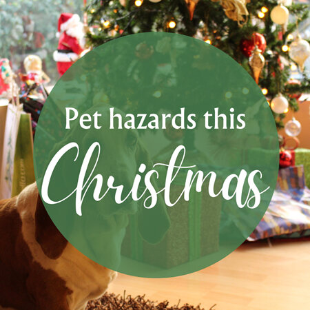 Holiday Pet Hazards You Can’t Ignore