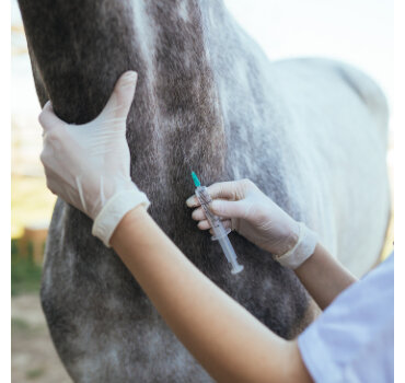 Horse vaccine