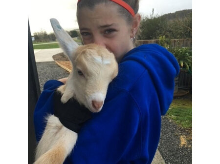 Kid goat rearing