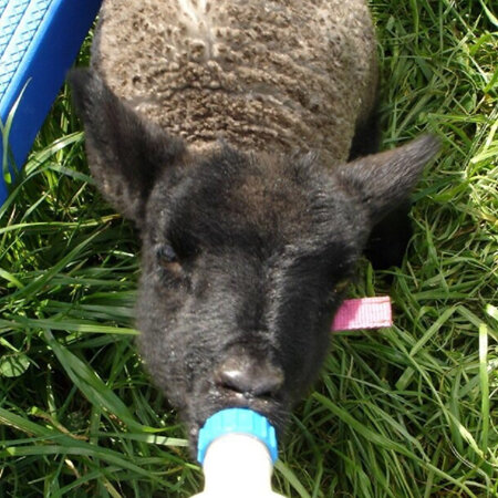 Lamb Rearers - Yoghurtise your milk!