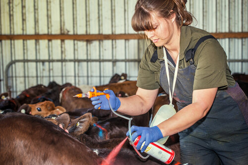 Leah vaccinating calves