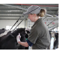 M.bovis testing for replacement heifers