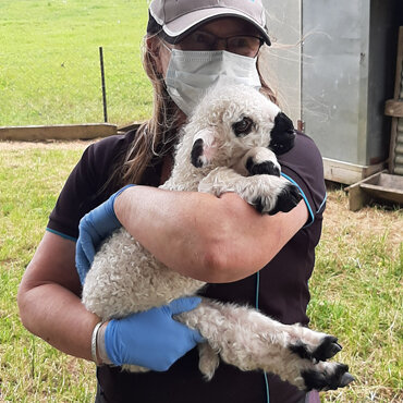 Niki with a Valois sheep