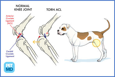 Normal versus torn cruciate ligament