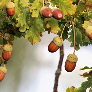 oak tree and acorns