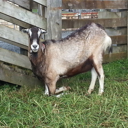 Patrick the goat with laminitis