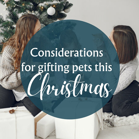 Pets as Christmas Presents - all you need to know