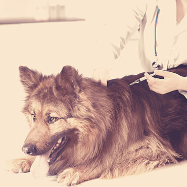 Sepia dog with vet