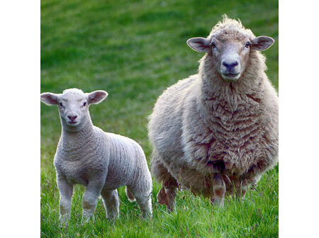 Sheep Internal Parasites