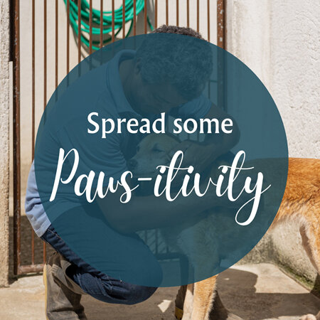 Spreading Paws-itivity this Christmas