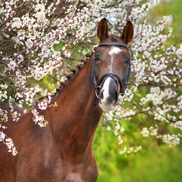spring horse