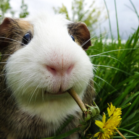 Stuff you need to know about guinea pigs