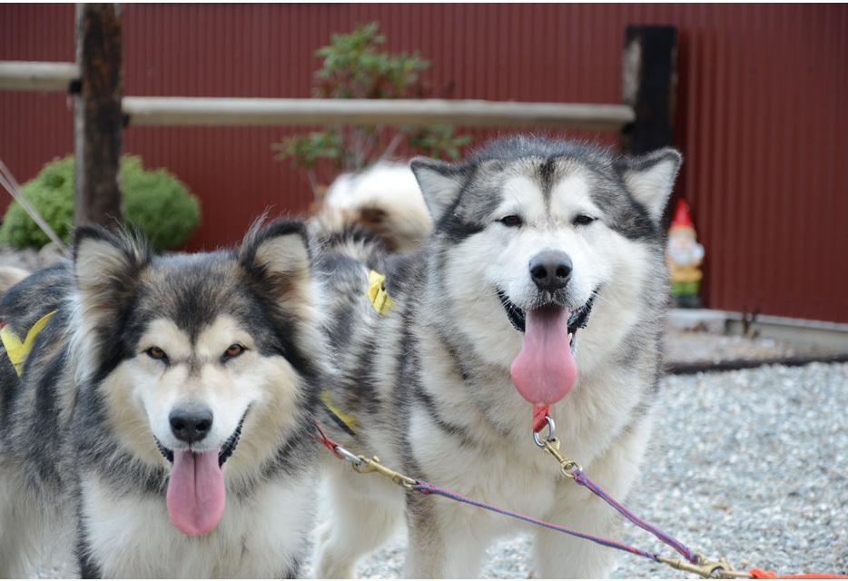 real puppy adventures real company real puppy adventures real company