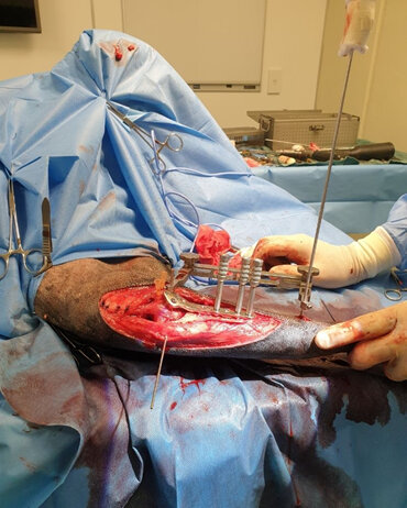 TPLO Surgery on Giant Schnauzer