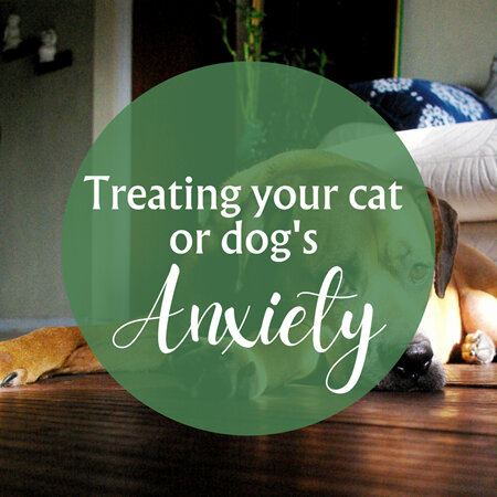 Treating Your Cat or Dog's Anxiety