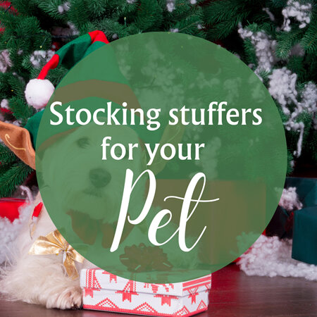 Vet Approved Stocking Stuffers For Your Pet