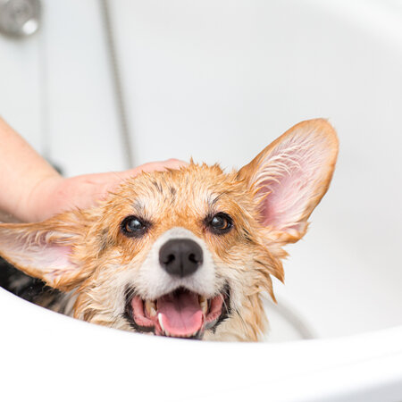 What shampoo should I use on my pets?